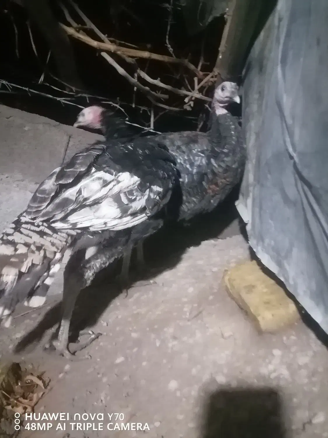 فروش بوقلمون نر محلی|حیوانات مزرعه|کرمان, |دیوار