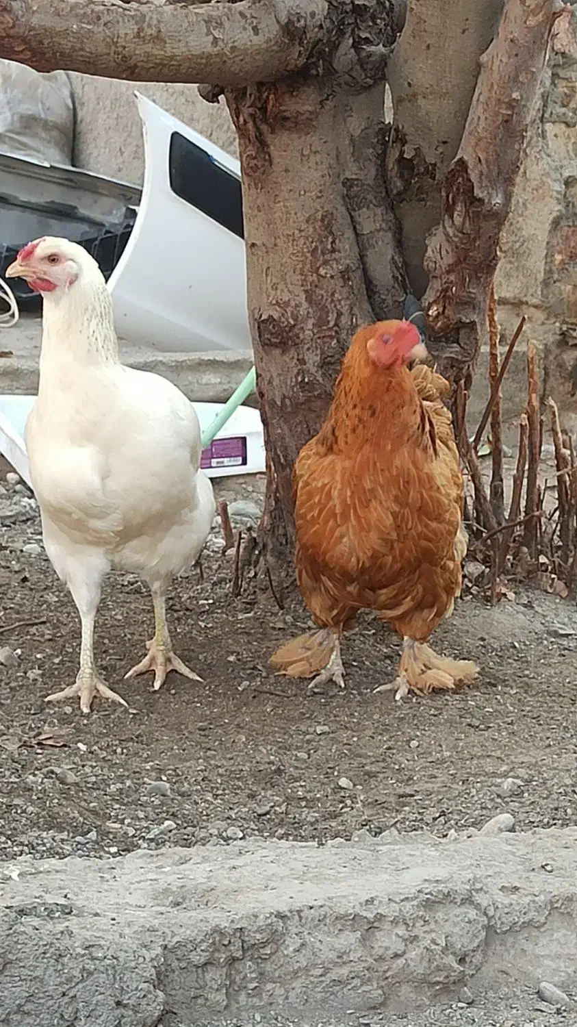 مرغ تخم گذار|حیوانات مزرعه|بندر ترکمن, |دیوار