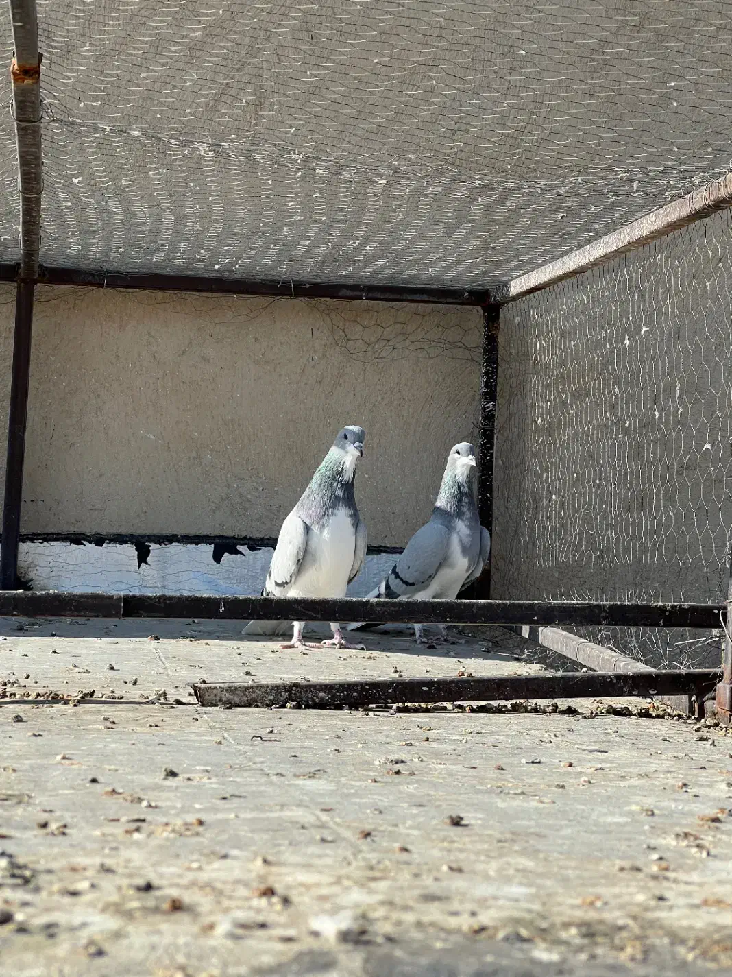 چپ سیاه جفتی|پرنده|شیراز, تندگویان|دیوار