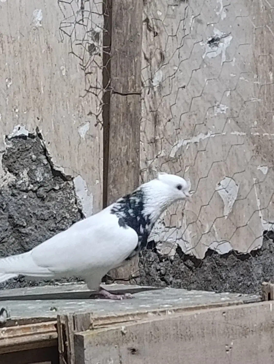 سوسنگرد|پرنده|سوسنگرد, |دیوار