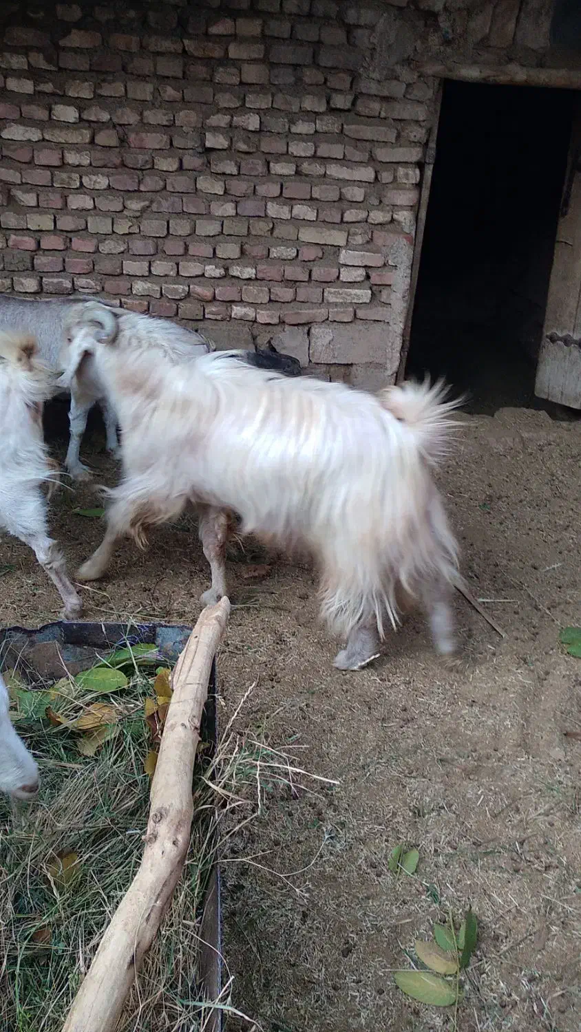 دام (بز و دبر )|حیوانات مزرعه|مزایجان, |دیوار