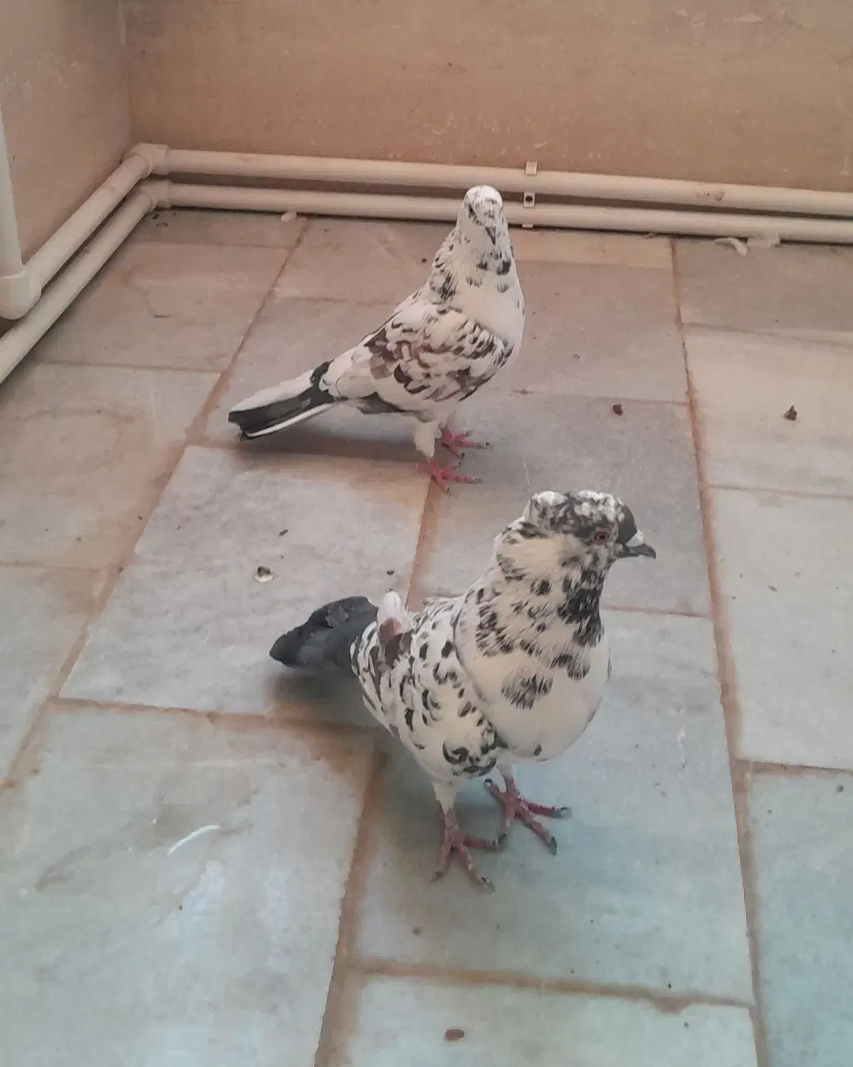 کبوتر ( کفتر پرشی)|پرنده|یزد, |دیوار