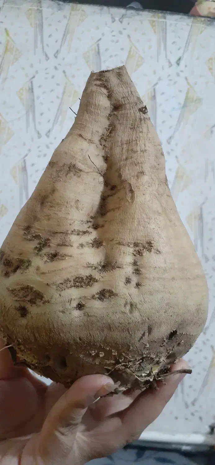 بار چغندر قزوین|خدمات حمل و نقل|بیستون, |دیوار