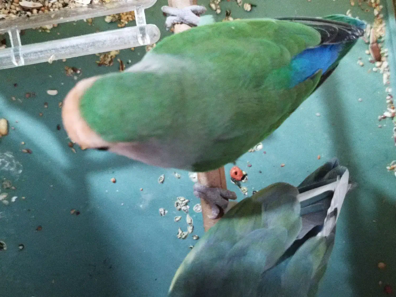 طوطی بزیلی جفت|پرنده|هشتگرد, فاز ۳ مهستان|دیوار