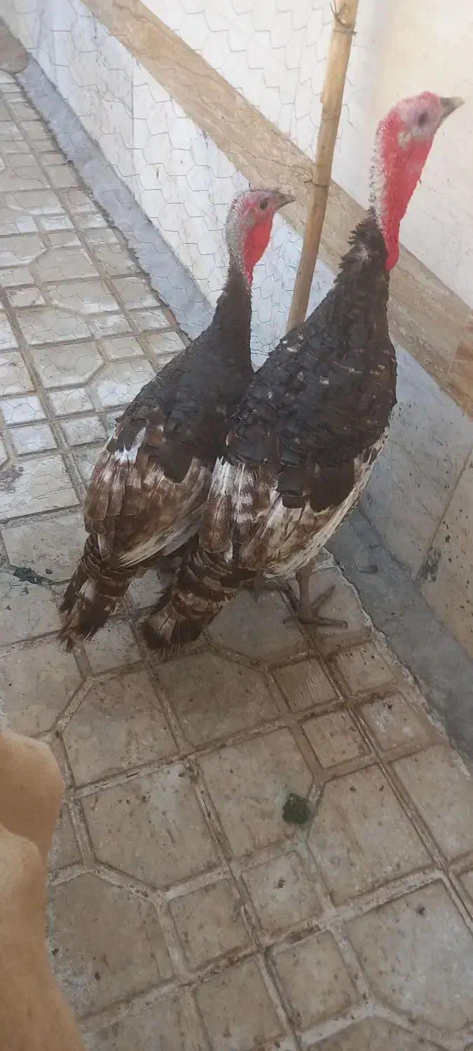 بوقلمون نر ماده سالم سرحال|حیوانات مزرعه|فسا, |دیوار