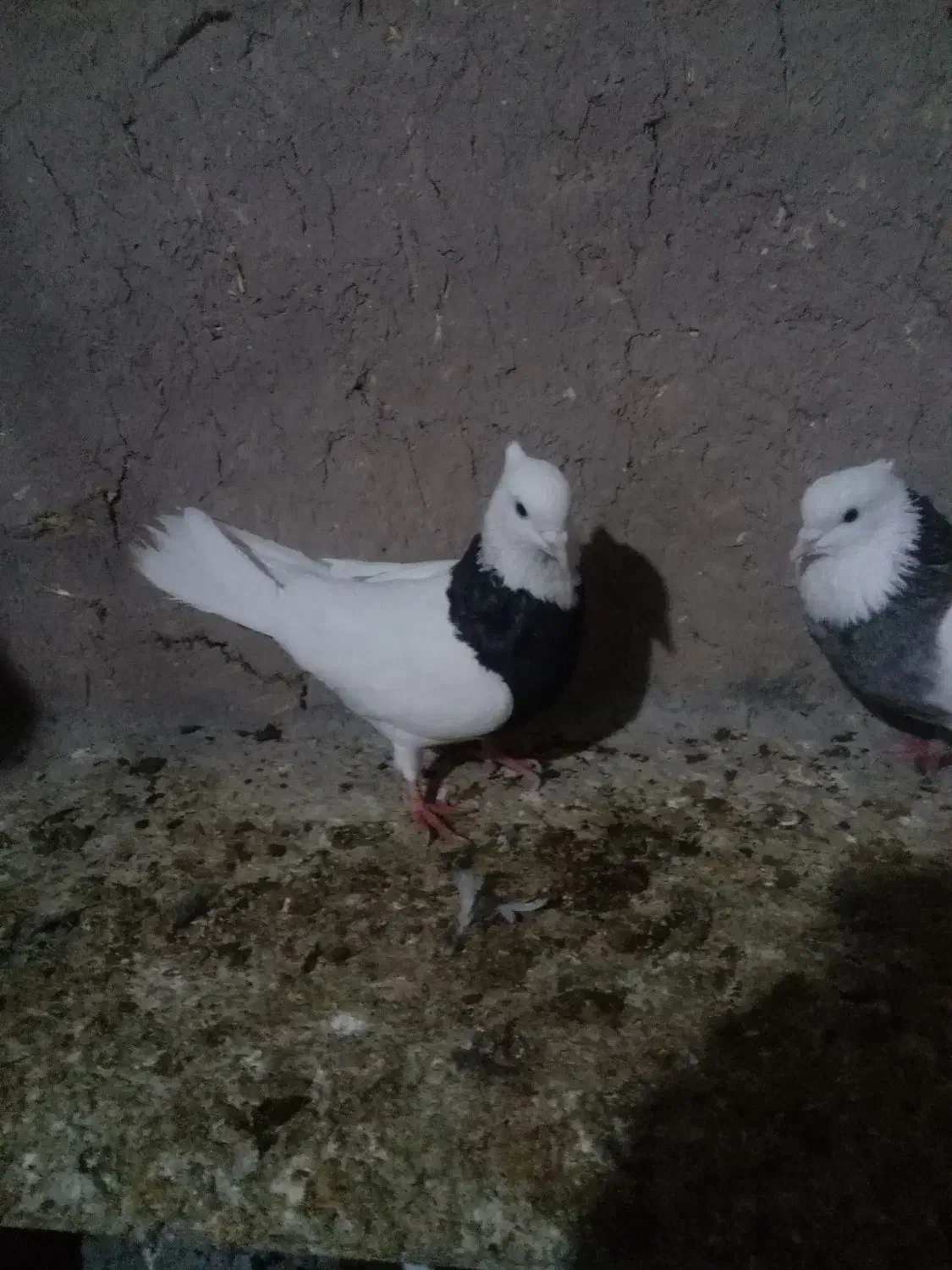 ۳عدد رنگه کربلایی|پرنده|تربت جام, جامرود|دیوار