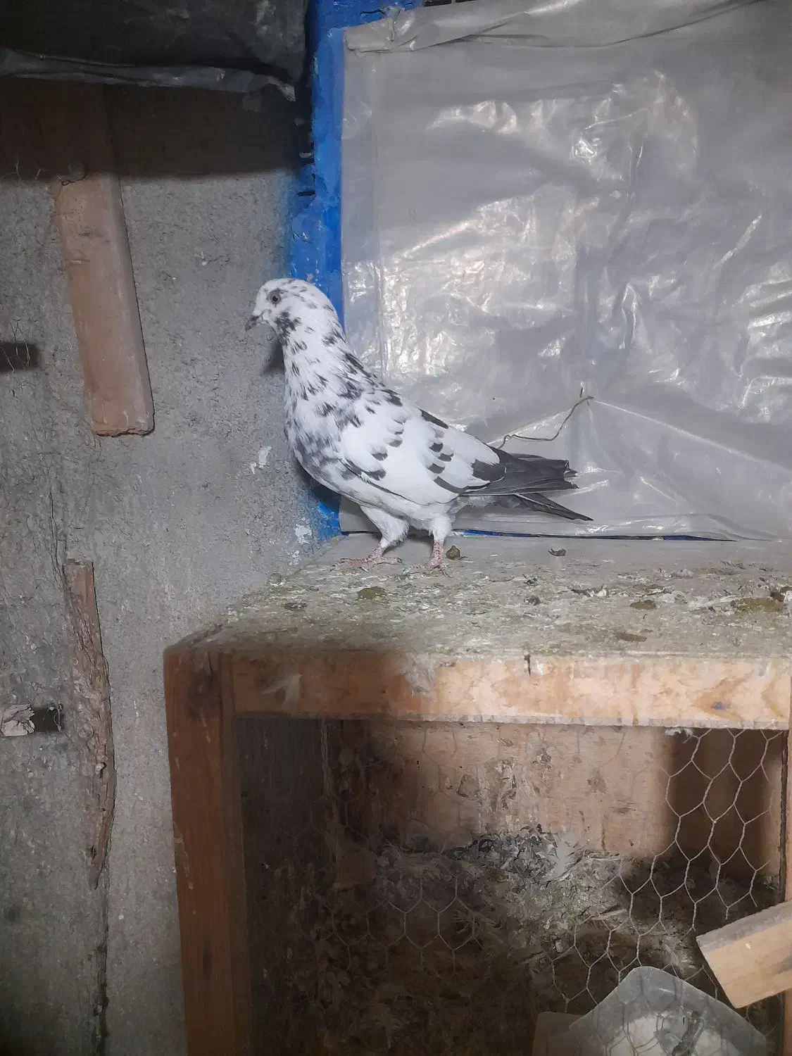 کبوتر سوسکی نر قیمت ۴۰۰|پرنده|هشتگرد, گلسار|دیوار