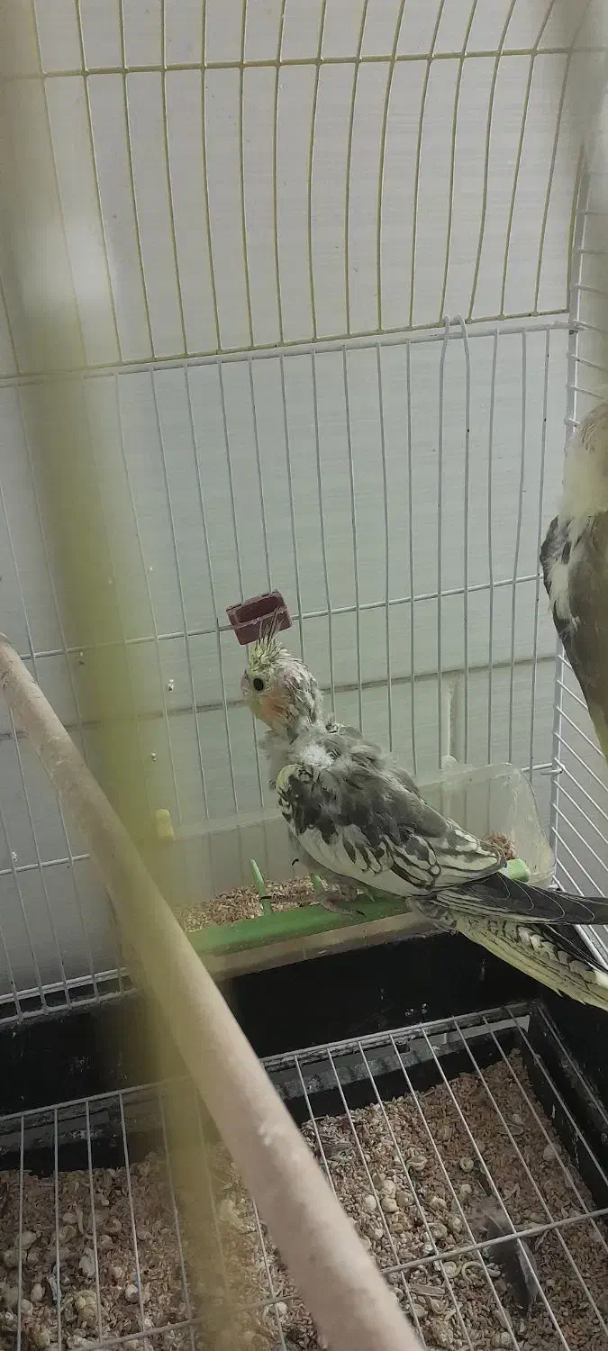 عروس هلندی|پرنده|یزد, |دیوار