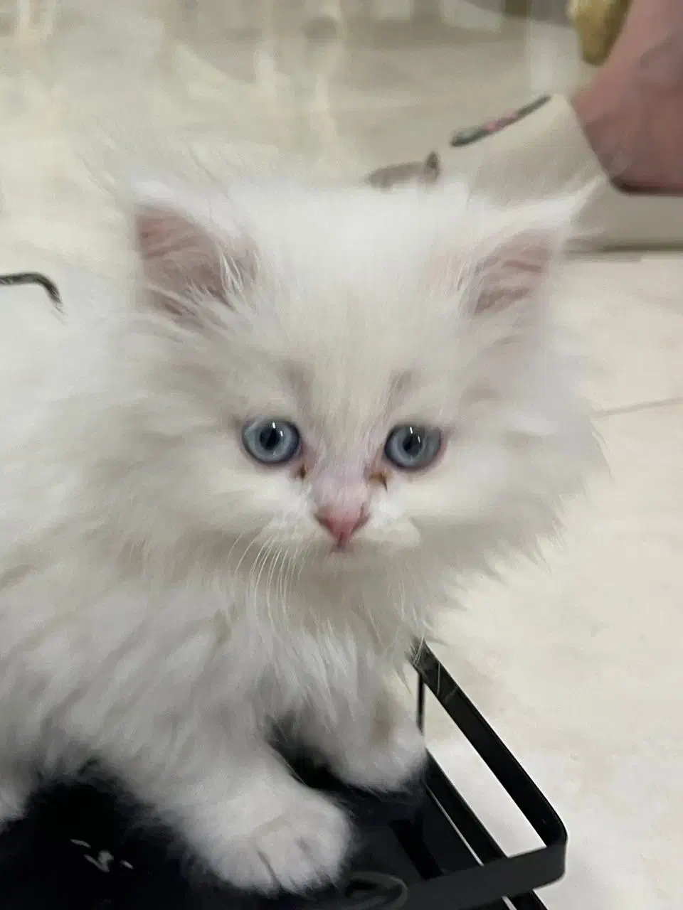 واگذاری بچه گربه ۲ ماهه|گربه|ارومیه, |دیوار