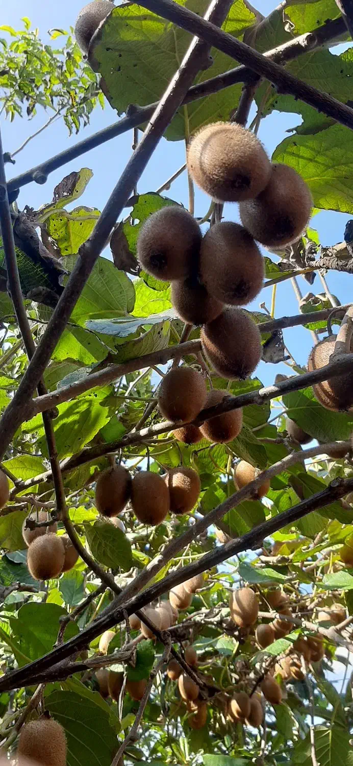 کیوی|عمده‌فروشی|آستانه اشرفیه, |دیوار