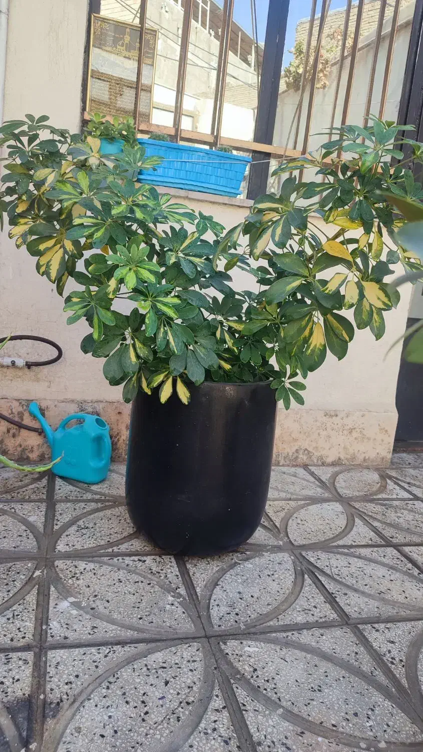 گلدان و گل|گل و گیاه طبیعی|ورامین, خیر آباد|دیوار