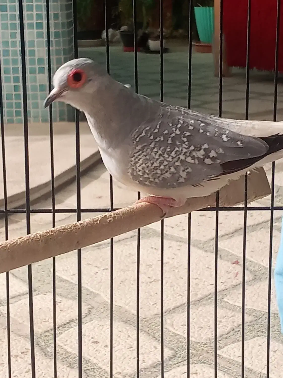 کبوتر|پرنده|شاهین‌شهر, امیرکبیر|دیوار