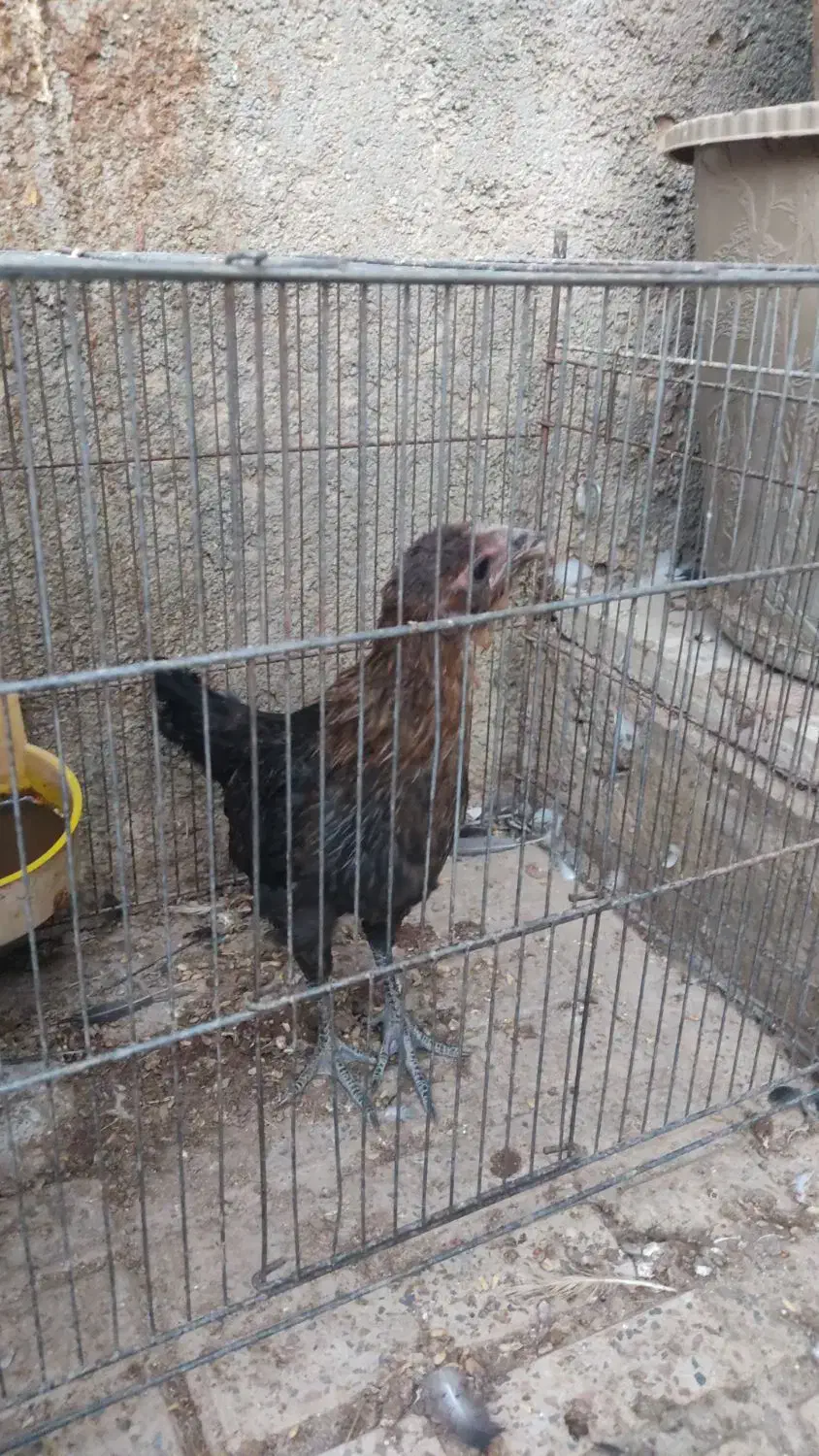 فروش قفس|لوازم جانبی حیوانات|جهرم, |دیوار