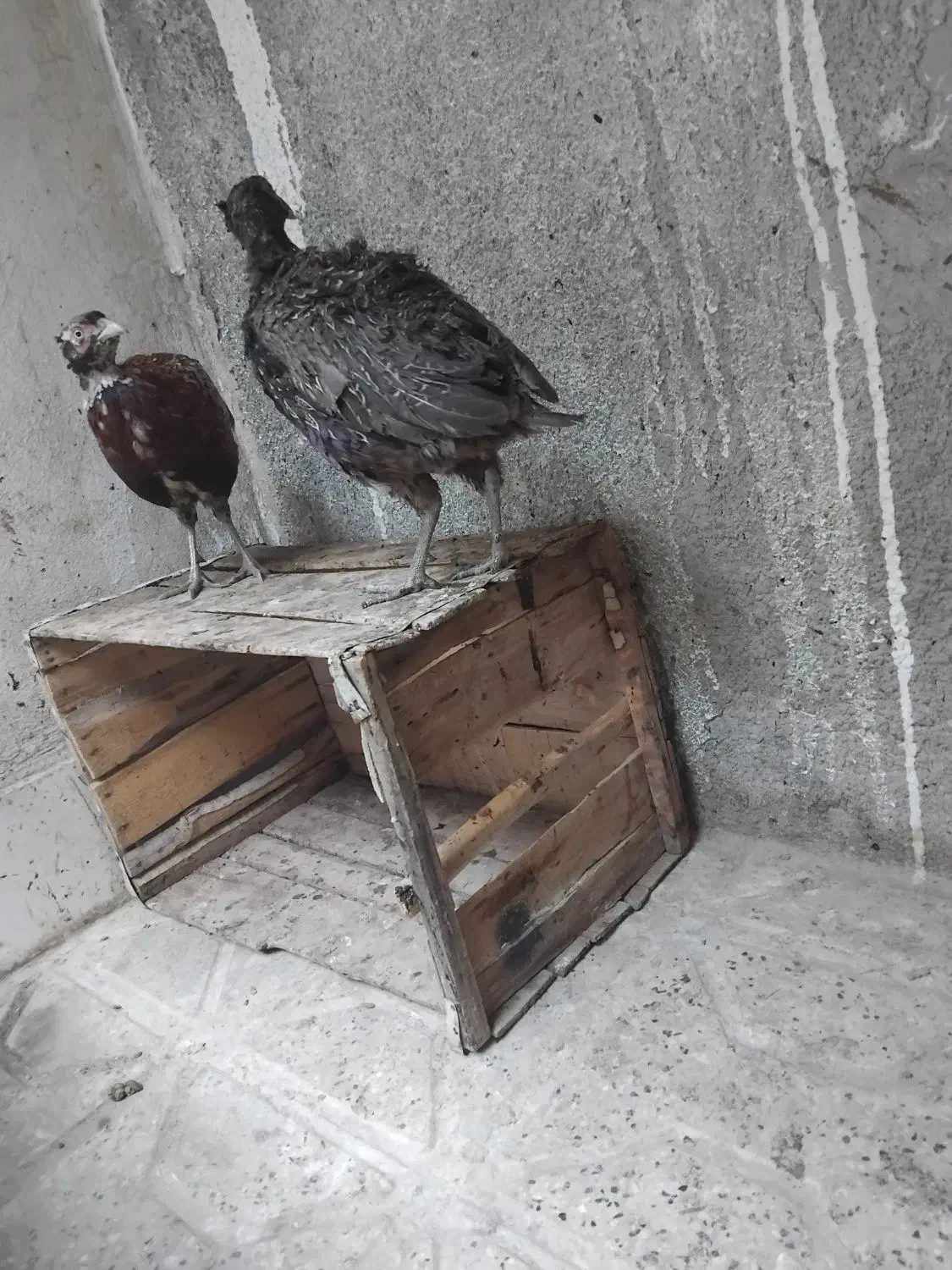 مرغ وخروس  خانگی یک جفت|پرنده|مشهد, کوشش|دیوار