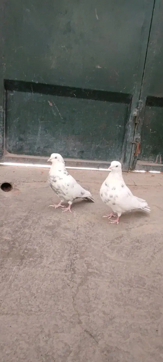 کبوتر|پرنده|اصفهان, بوستان ناژوان|دیوار