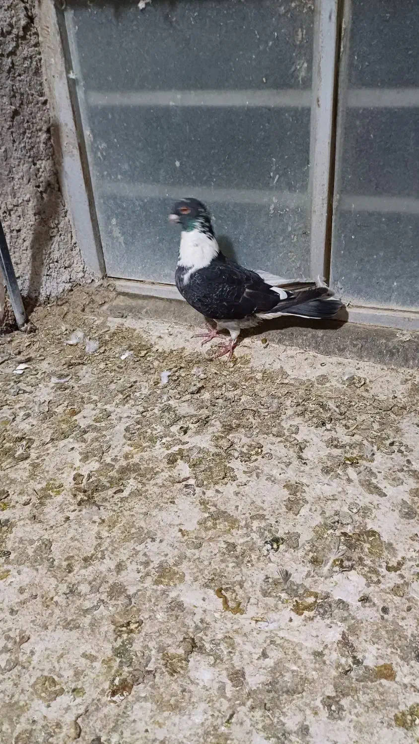 پرندهادرجه۱|پرنده|شوشتر, |دیوار