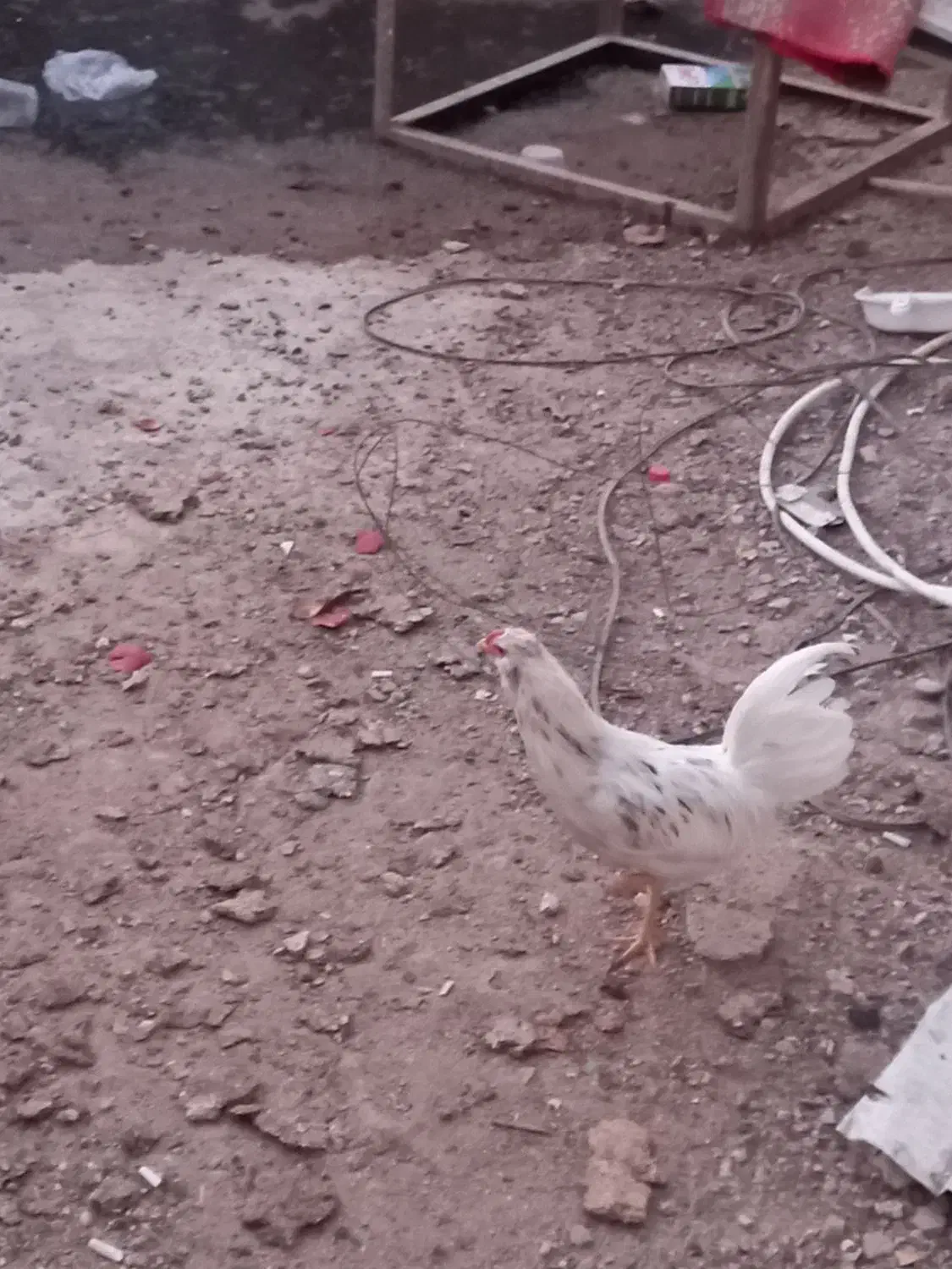 خروس گلین مست|حیوانات مزرعه|قم, تعویض پلاک|دیوار