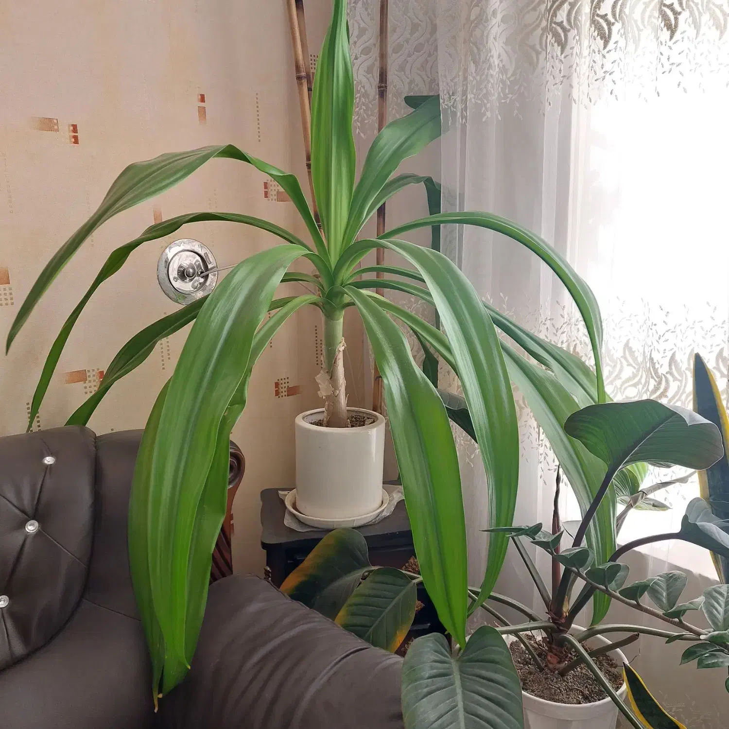 گل طبیعی، هدیه روز مادر|گل و گیاه طبیعی|فردوس (خراسان), |دیوار