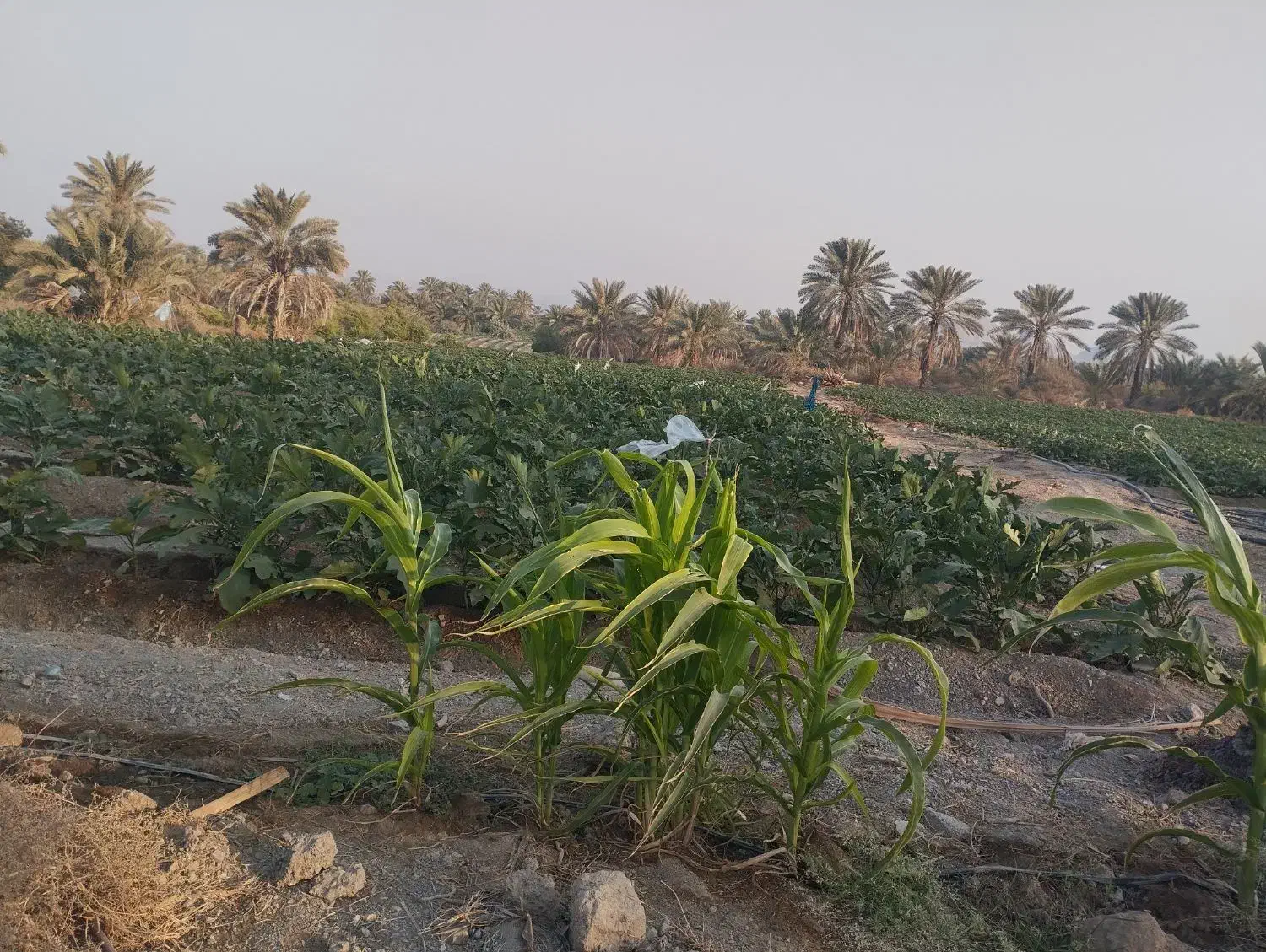 فروش نیم هکتار باغ و زمین کشاورزی رودان برنطین|فروش زمین و ملک کلنگی|رودان, |دیوار