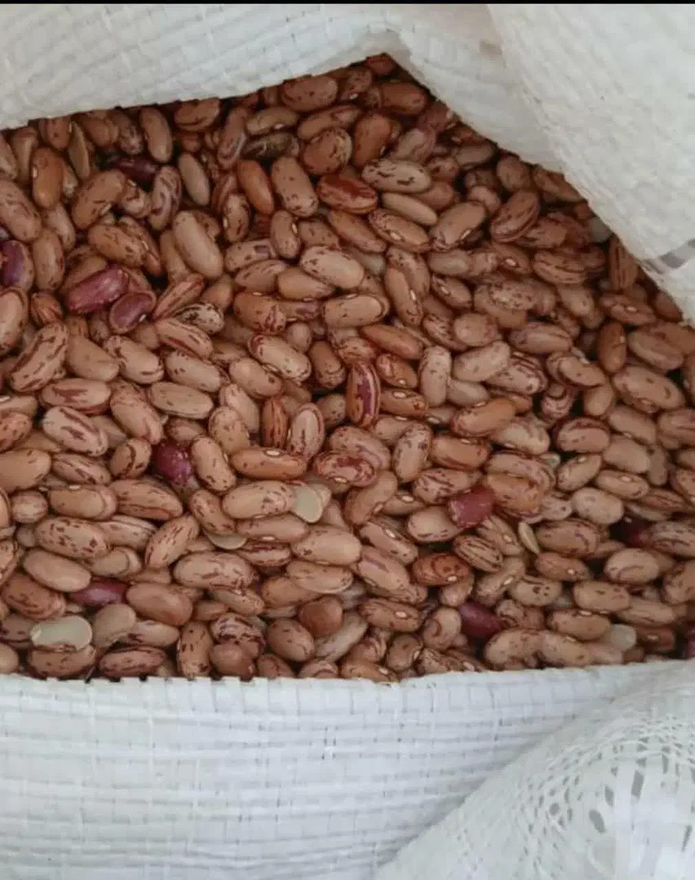 لوبیا چیتی|عمدهفروشی|مرودشت, رودبال|دیوار