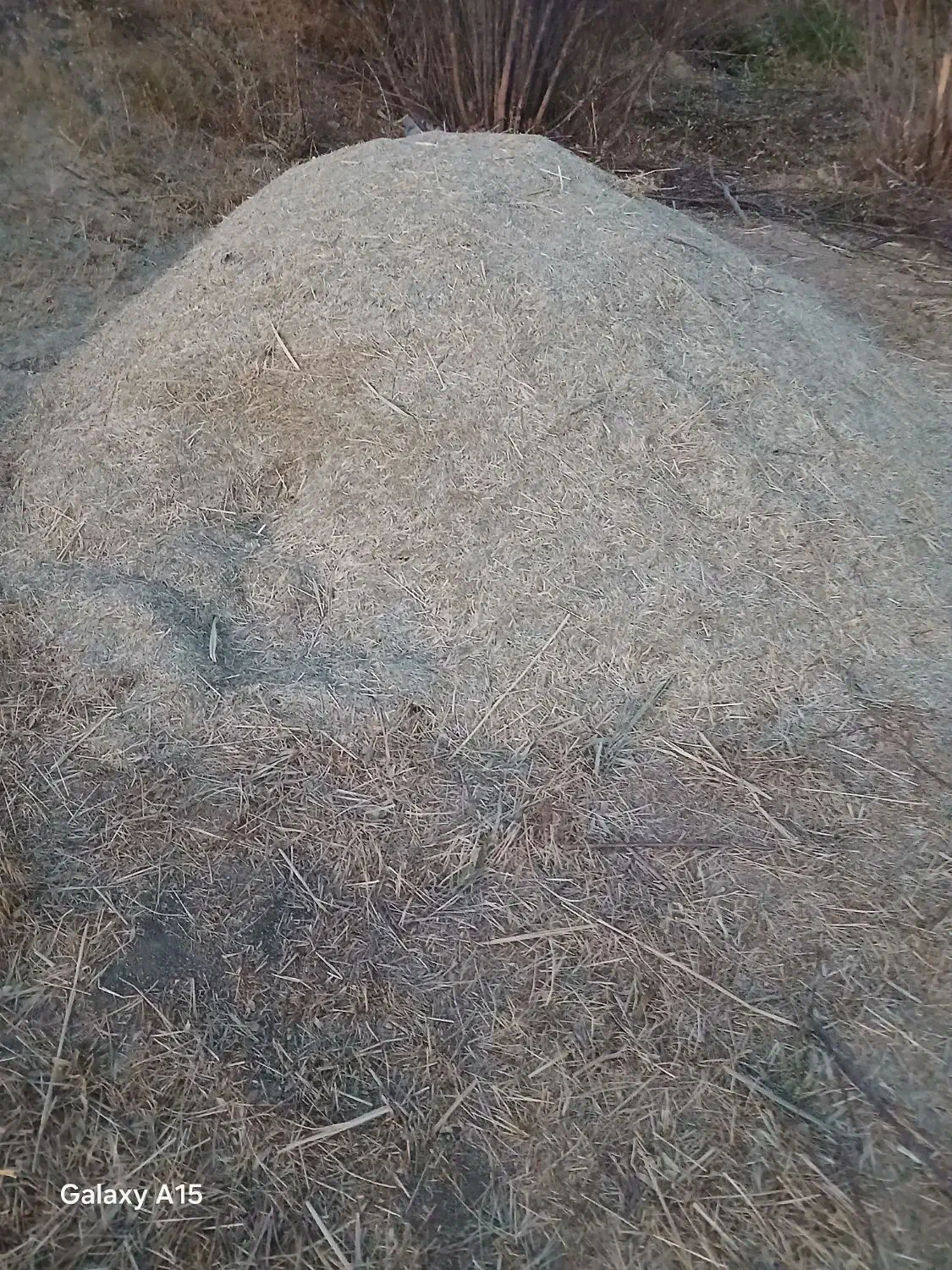 علف‌‌سبز‌جنگل‌|لوازم جانبی حیوانات|بهار, |دیوار