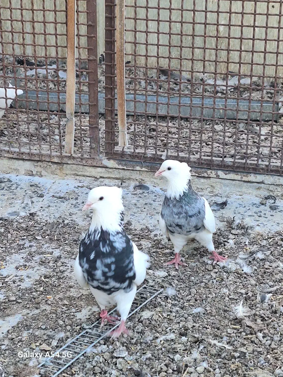 کبوتر طوقی کله ای سینه ای|پرنده|شهرضا, |دیوار