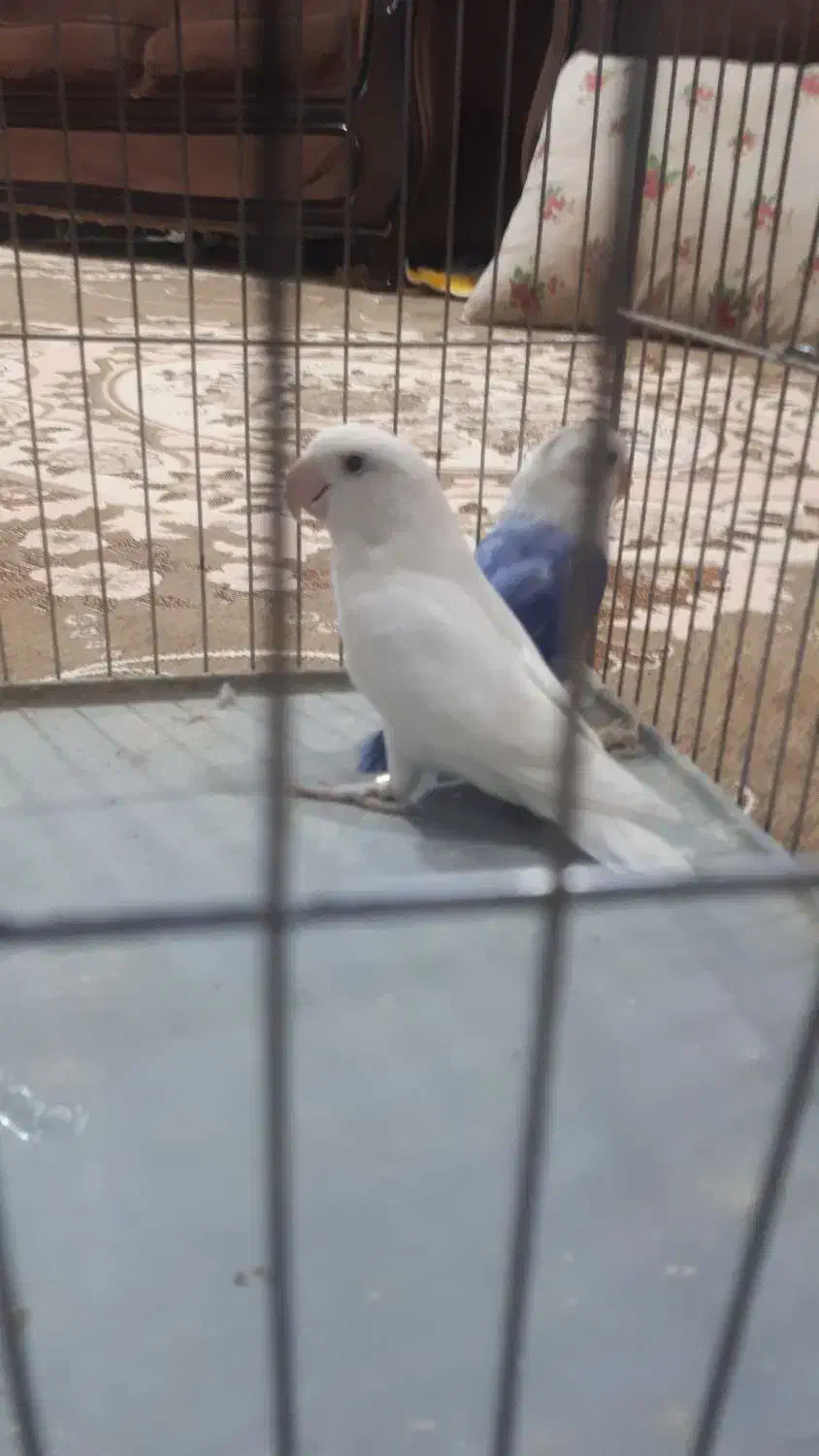 طوطی برزیلی رنگی که تو صحنه پیدا نمیکنی|پرنده|صحنه, |دیوار