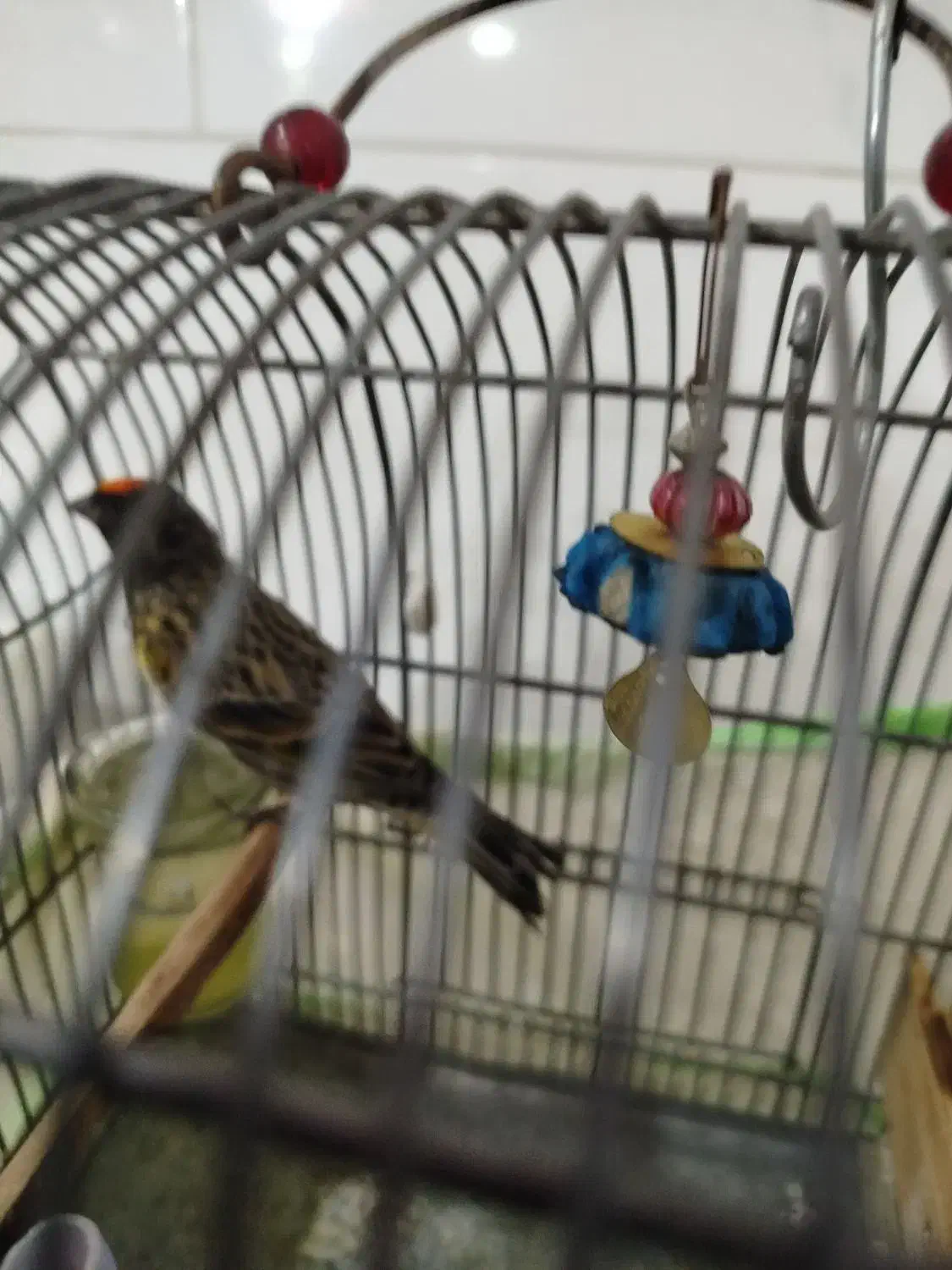 گلبسر|پرنده|شیراز, کوشک میدان|دیوار