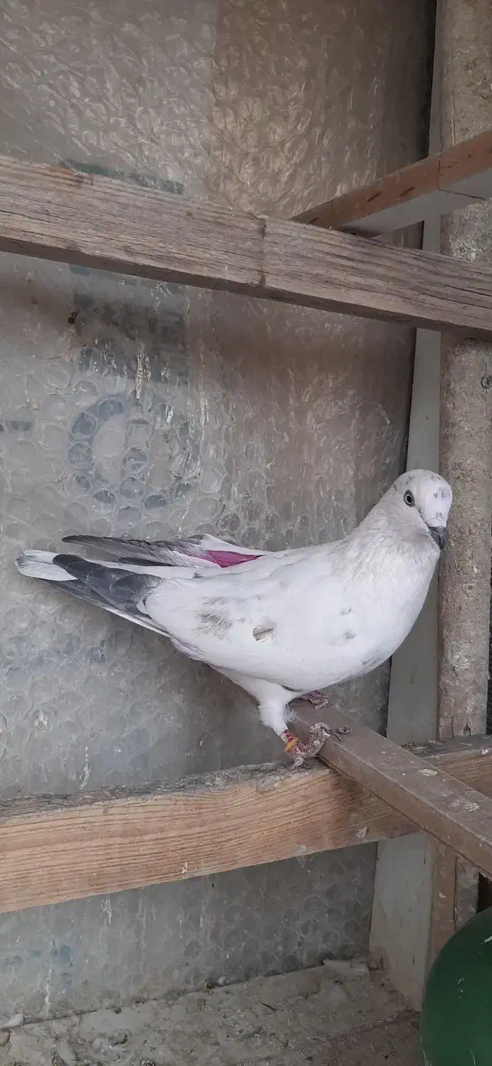 کفتر گمشده|حیوانات|تهران, مدائن|دیوار