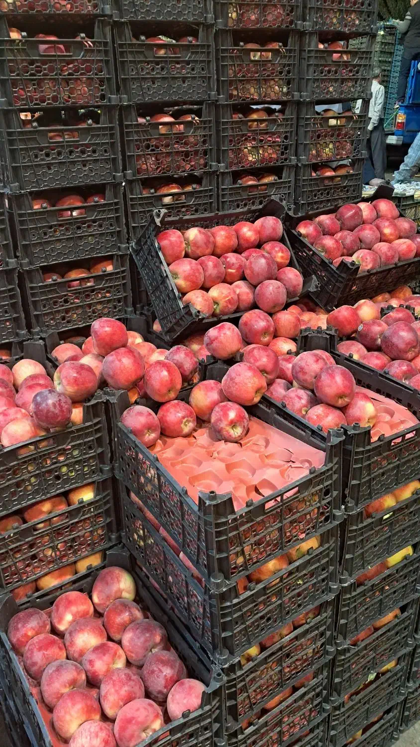 شراکت در میدان تربار|اجارهٔ مغازه و غرفه|تهران, میدان میوه و تره‌بار مرکزی|دیوار