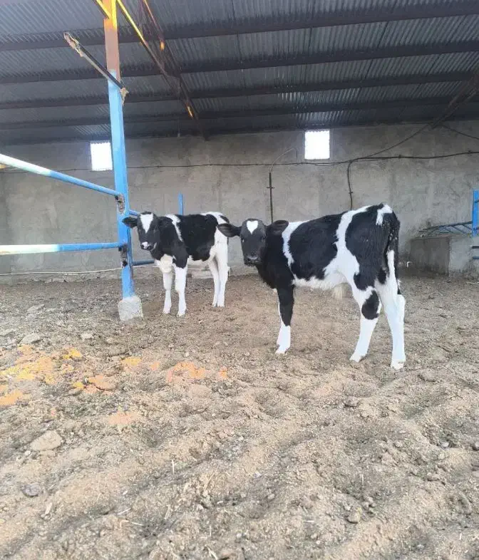 سه راس گوساله نر آمریکایی|حیوانات مزرعه|سیوان, |دیوار