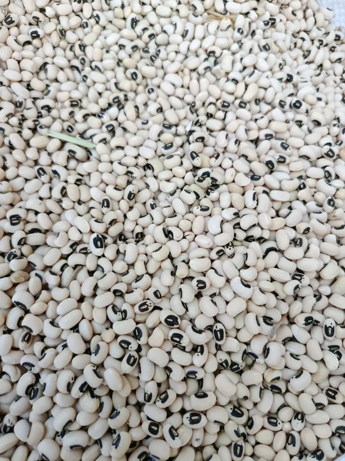 لوبیا چشم بل بولی|عمدهفروشی|کرخه, |دیوار