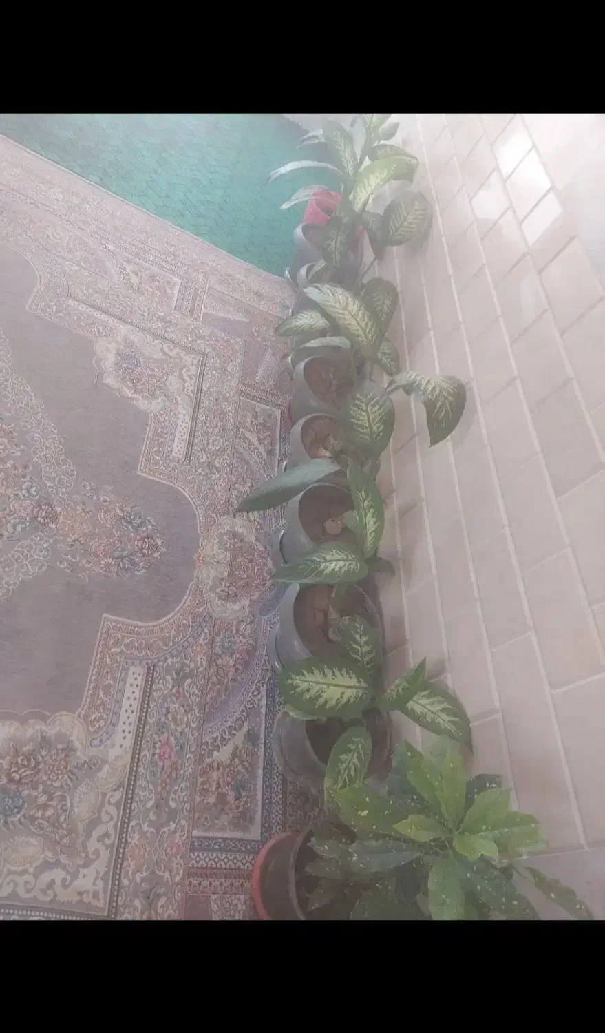 گل اپارتمانی|گل و گیاه طبیعی|فیروزآباد (فارس), |دیوار