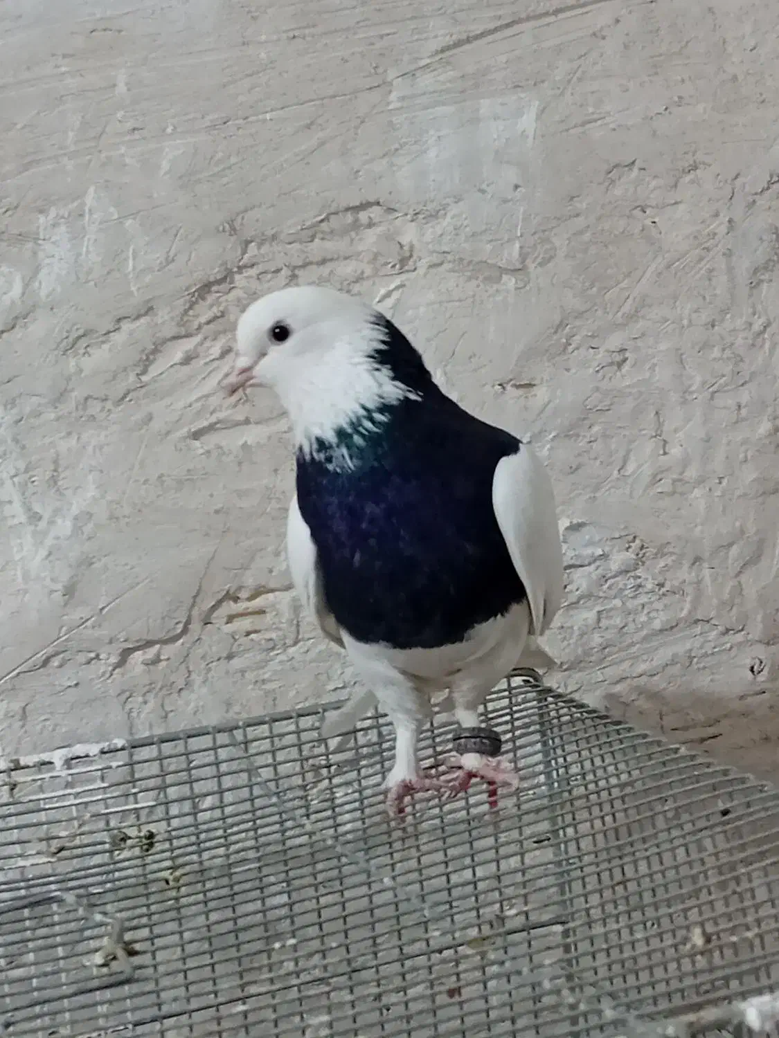 طوقی|پرنده|شهریار, شهرک امیریه|دیوار