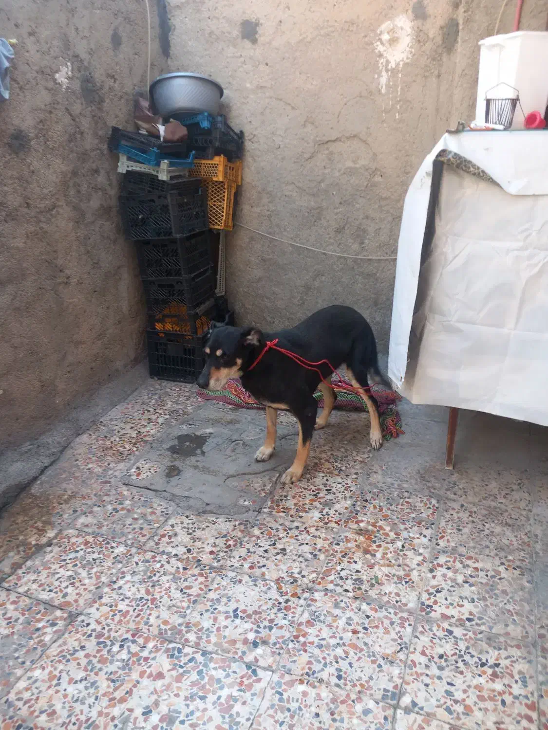 سگ امریکایی|سگ|خرمآباد, |دیوار