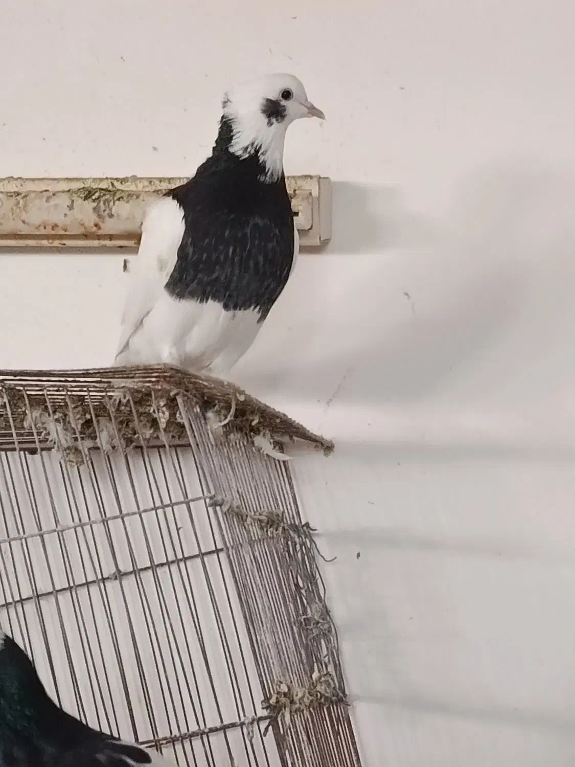 کبوتر|پرنده|فسا, |دیوار