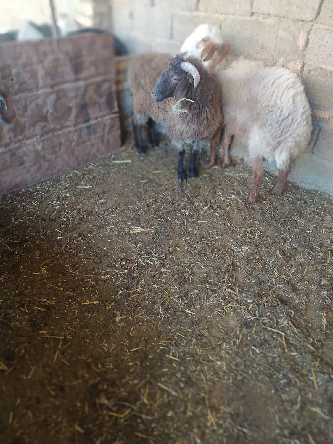 گوسفند نر|حیوانات مزرعه|مینودشت, |دیوار