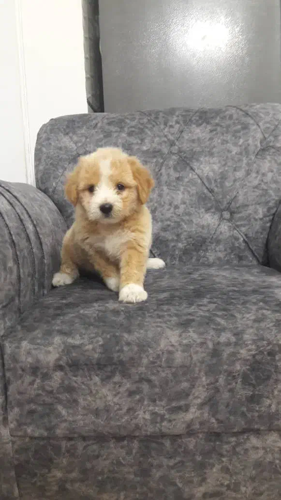 سگ پامل|سگ|محمدیه-قزوین, |دیوار