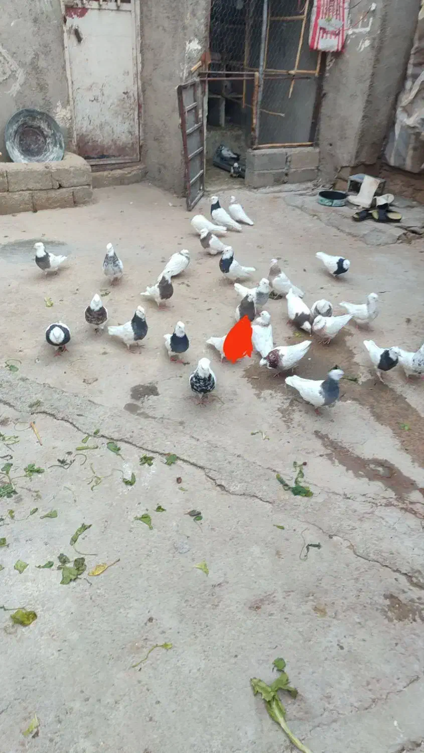 کبوتر|پرنده|ایوان, |دیوار