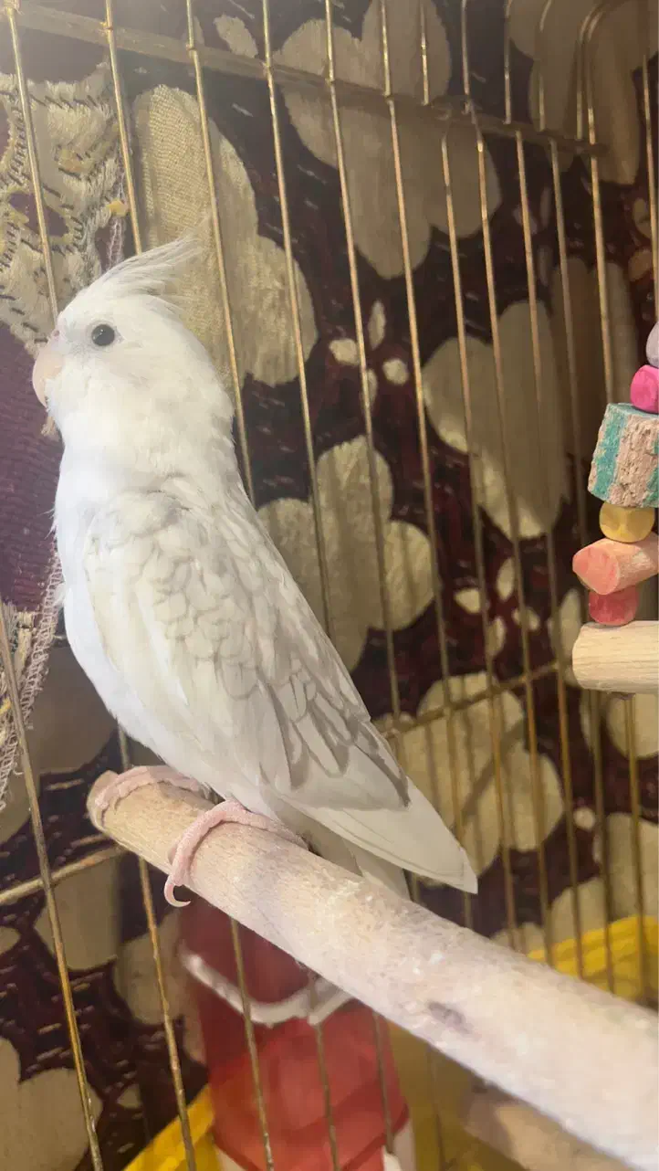 عروس هلندی|پرنده|تبریز, |دیوار