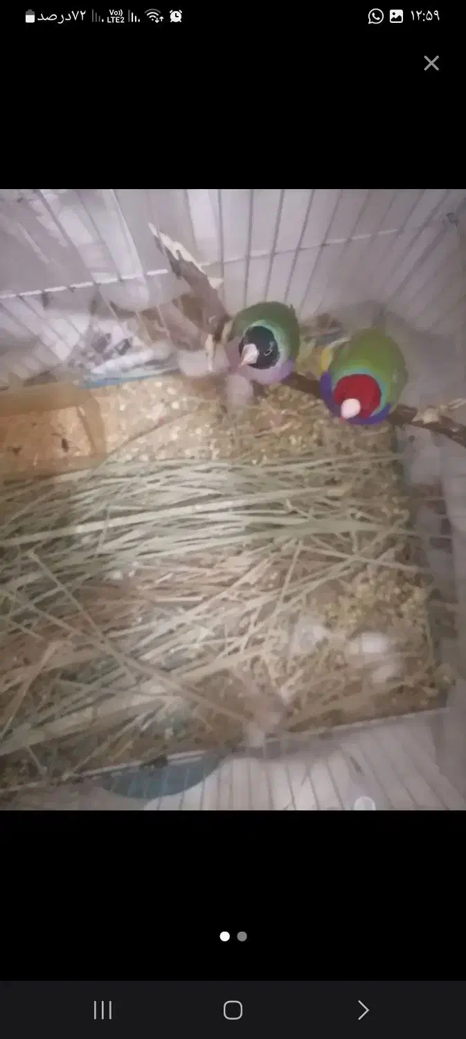 سه عددفنچ گلدین یک عددنرو۲عددماده سبز|پرنده|جم, |دیوار