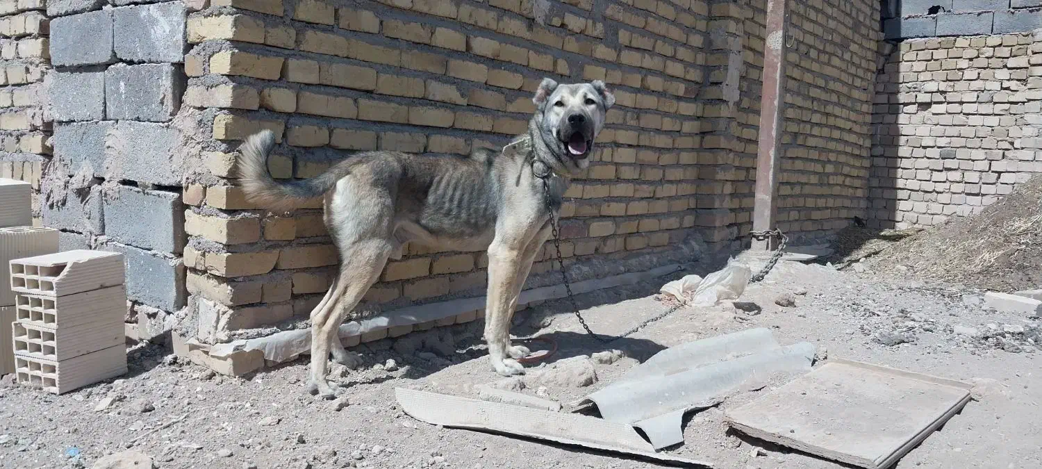 سگ نر|سگ|قزوین, |دیوار