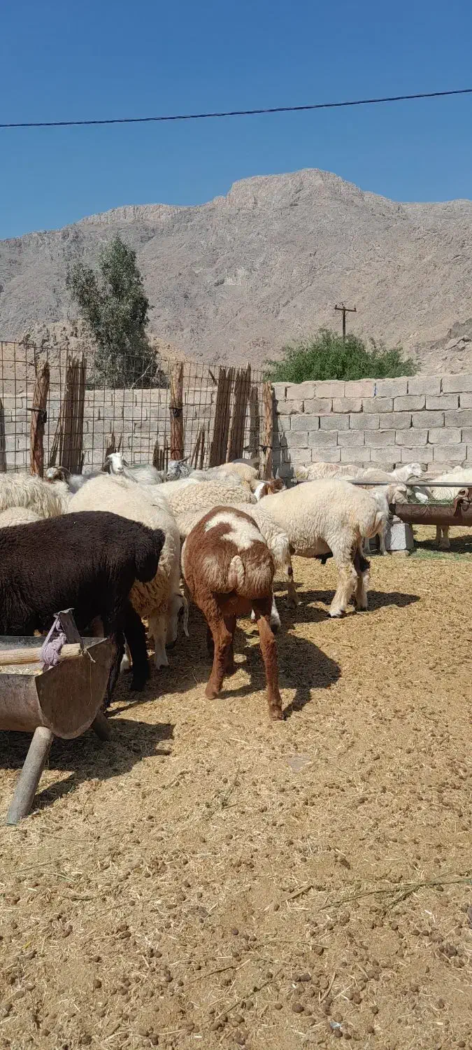 بره نر چینی ومحلی بز کهره نرنری معاوضه باپژومزدا|حیوانات مزرعه|سیرجان, |دیوار