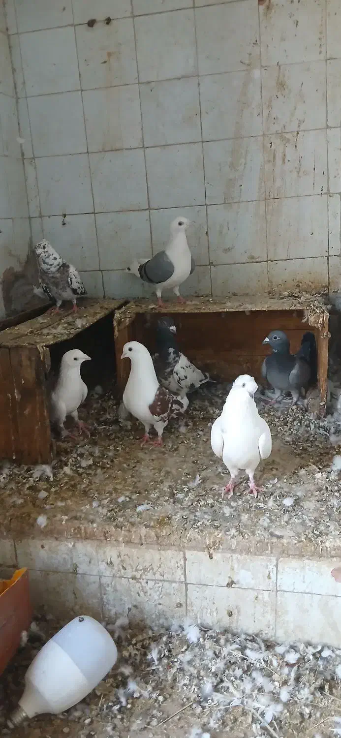 کفتر|پرنده|خرمشهر, |دیوار