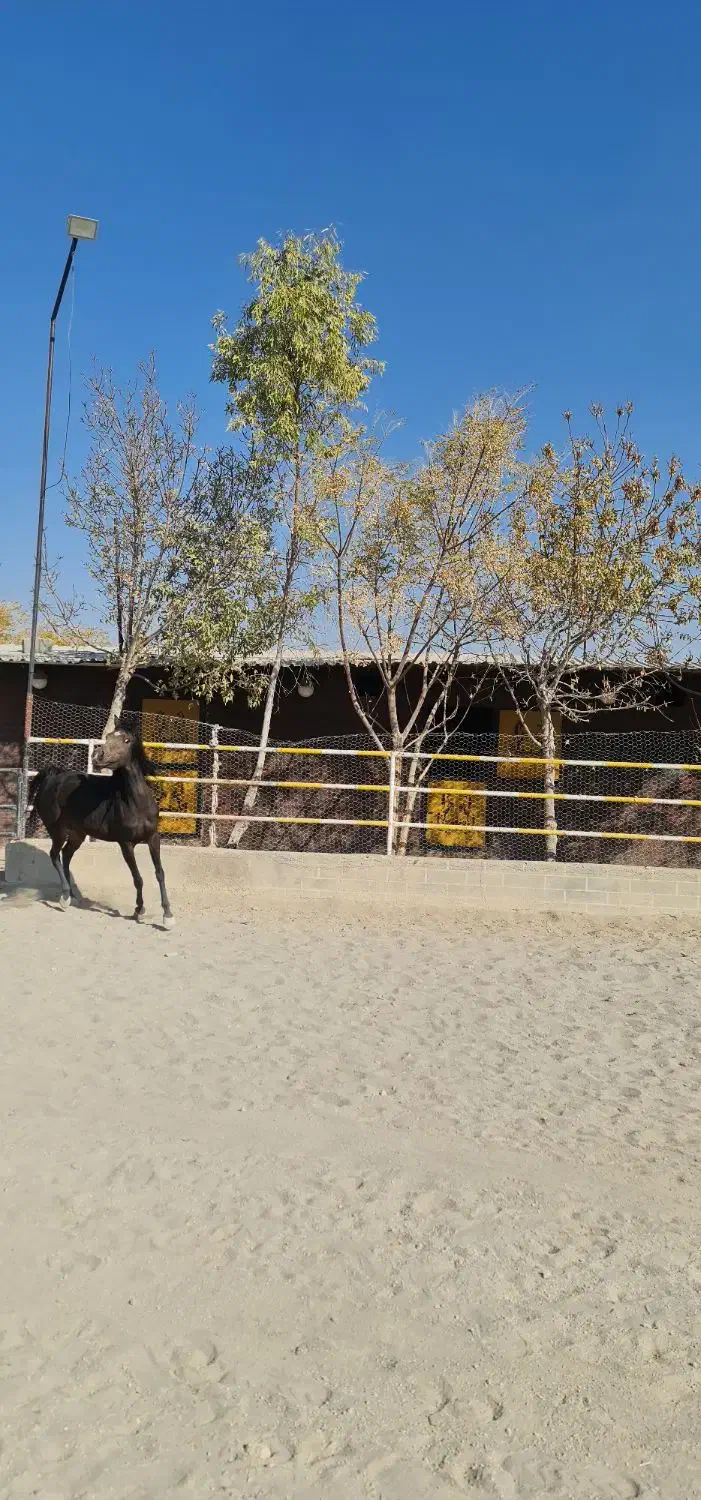 مادیان یک سر عرب مصری|اسب و تجهیزات اسب‌سواری|پرند, فاز ۲|دیوار