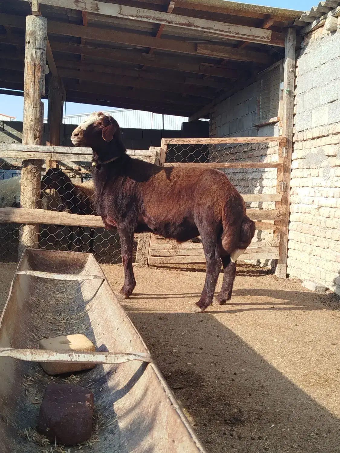 حیوان|حیوانات مزرعه|گمیشان, |دیوار