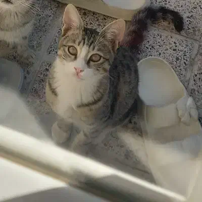 به یابنده این گربه درانزاب ۵۰۰ هزارتومان مژدگانی|گربه|مراغه, |دیوار