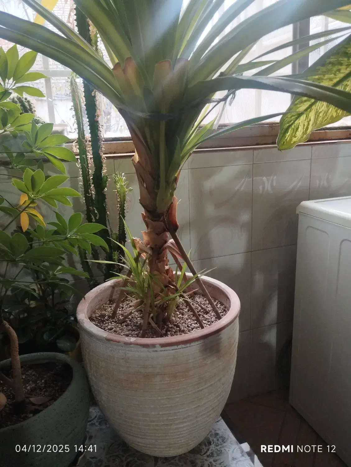 گل پاندانوس|گل و گیاه طبیعی|چناران, |دیوار