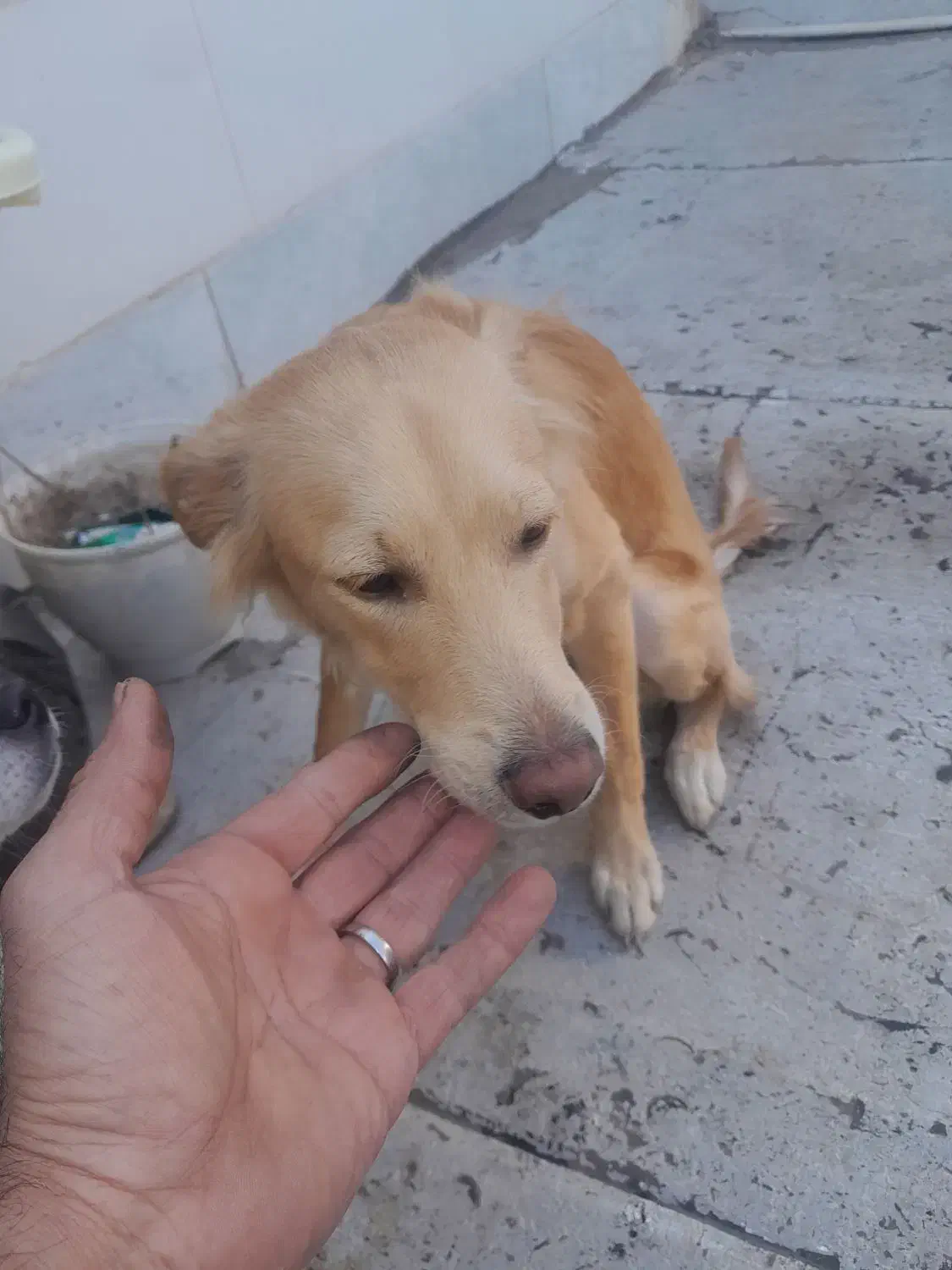 دوتاسگ خارجی اشمیتر.راکسل|سگ|اصفهان, شهرستان|دیوار