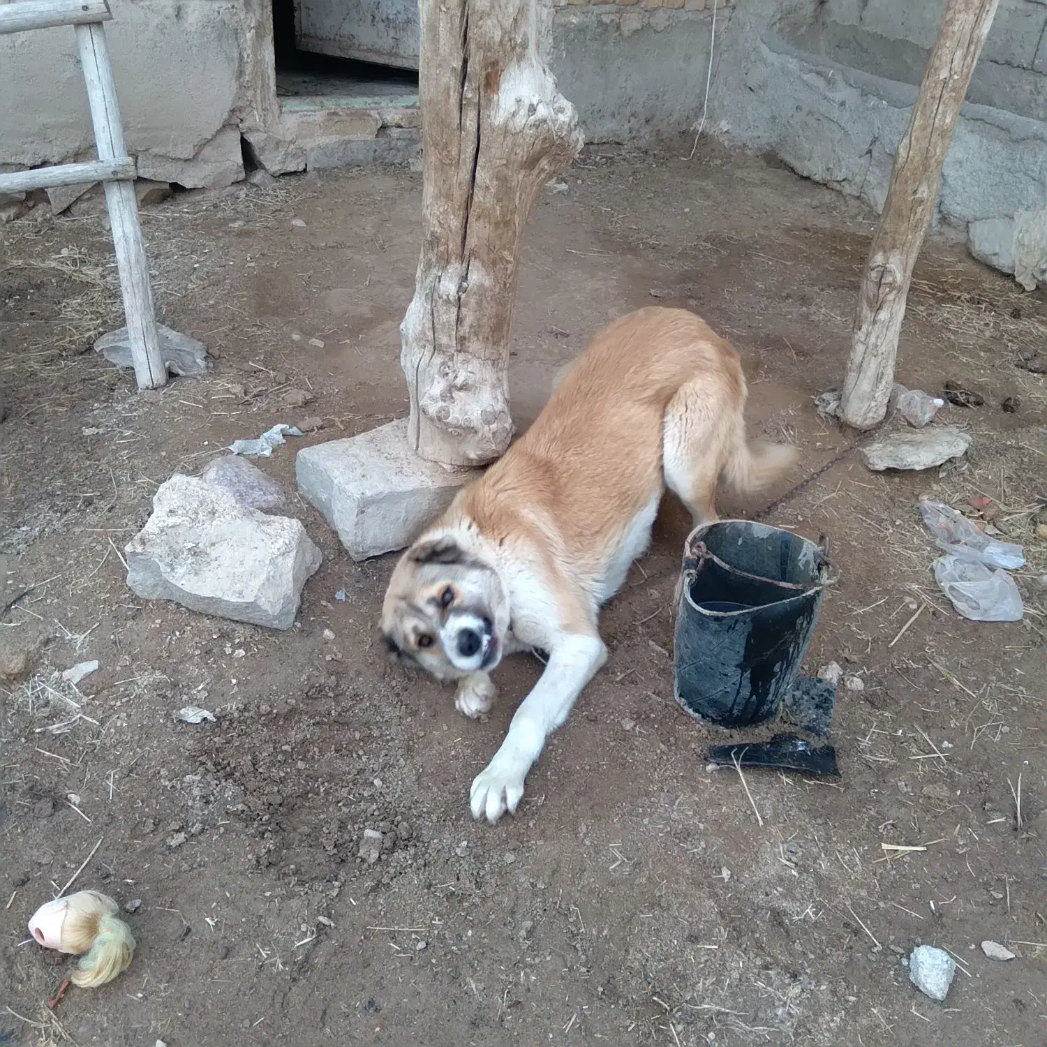 سگ ماده|سگ|شیروان (خراسان), |دیوار